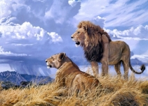 Lions - 3